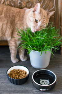 Plant- Kattengras