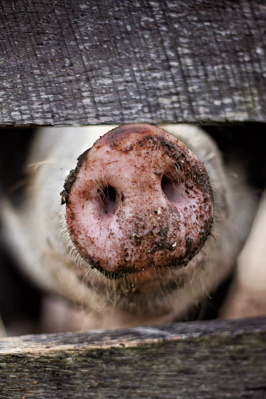 Waarom zouden we minder vlees moeten eten?